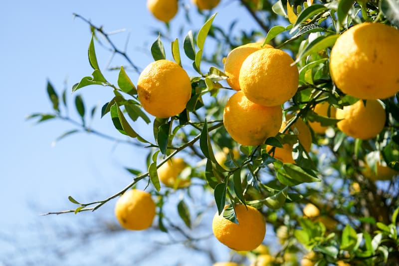Yuzu, Yuzu Fruit, Yuzu Juice, Yuzu Sauce, Citrus, Citrus Fruit, Citrus x junos