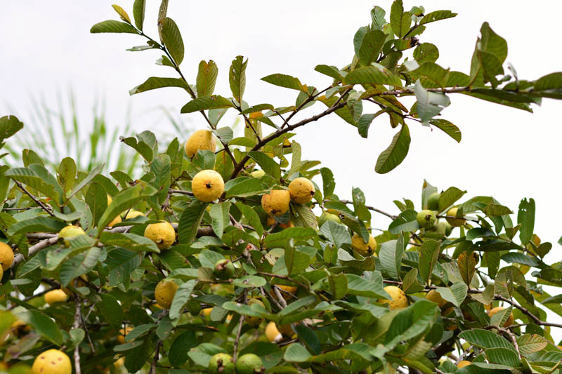 Guava, Common guava, Apple guava, Lemon guava, Yellow guava, Tropical guava, Pear guava, Psidium guajava