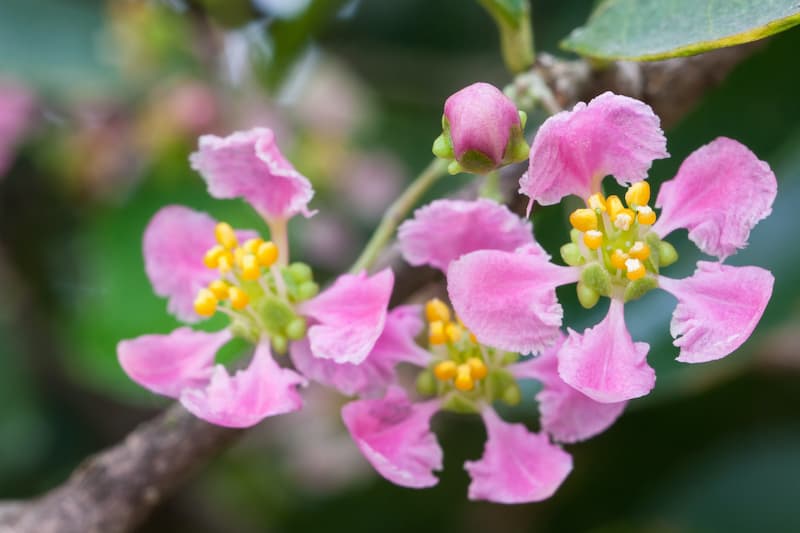 Acerola, Barbados Cherry, West Indian Cherry, Puerto Rican Cherry, Cereza, Cerise, Wild Crepe Myrtle, Malpighia emarginata
