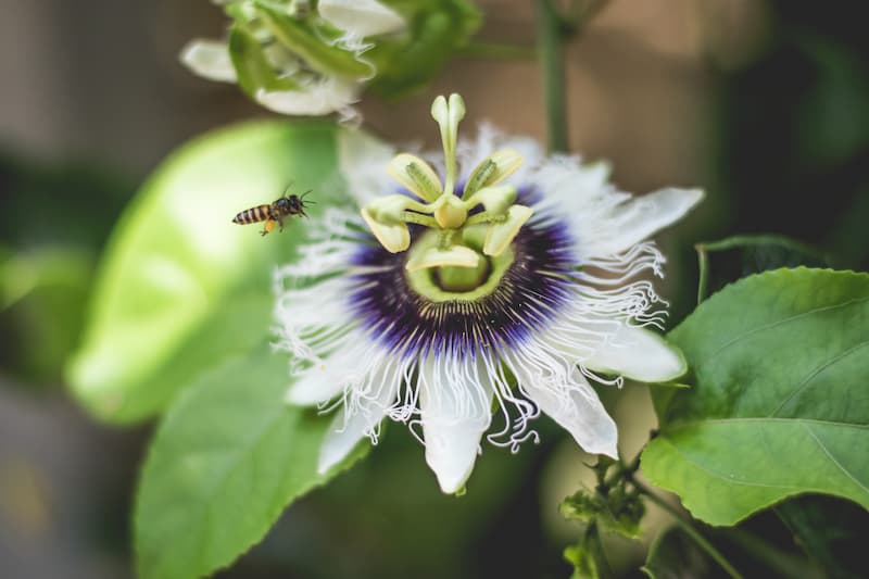 Yellow Passion Fruit, Yellow Passionfruit, Yellow Passion Flower, Yellow Passionflower, Passion Fruit, Passiflora edulis flavicarpa