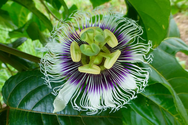 Passion Fruit, Passionfruit, Passion Flower, Passionflower, Purple Passion Fruit, Passiflora edulis