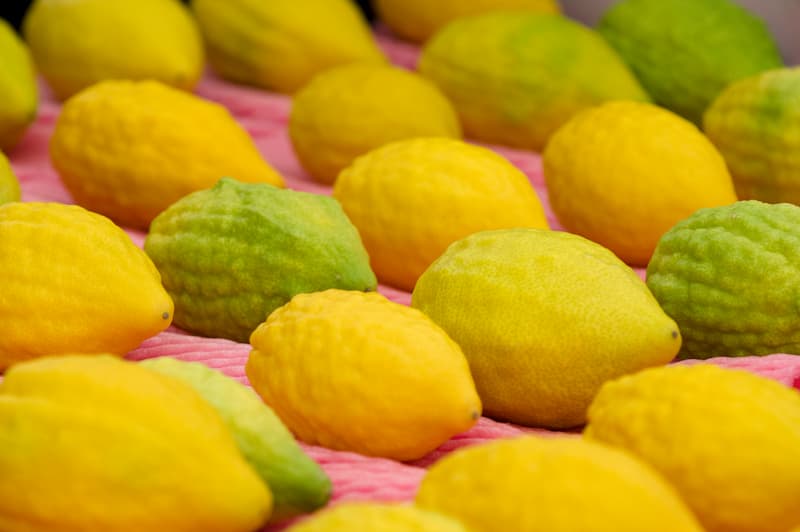 Citron, Citron, Citron Fruit, Etrog, Buddha's Hand, Fingered Citron, Cedrat, Cedro, Cidran, Citrus medica
