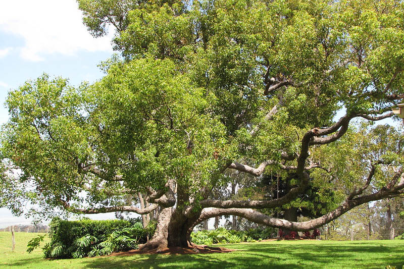 Camphor Tree, Camphor Laurel, Camphorwood, Camphor Laurel Tree, Cinnamomum camphora