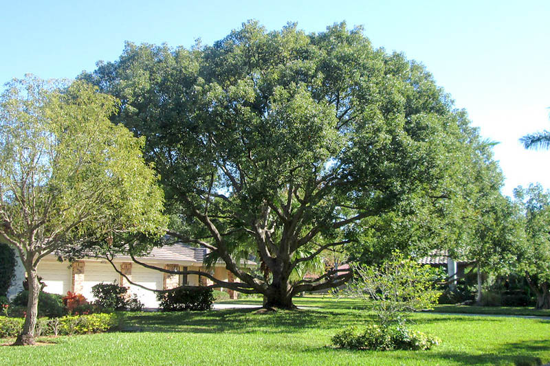 Camphor Tree, Camphor Laurel, Camphorwood, Camphor Laurel Tree, Cinnamomum camphora