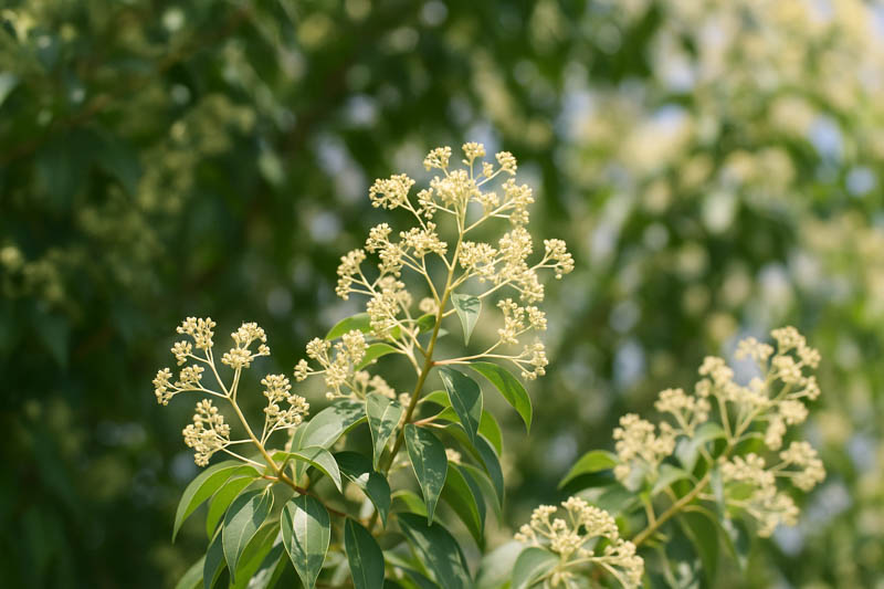 Camphor Tree, Camphor Laurel, Camphorwood, Camphor Laurel Tree, Cinnamomum camphora