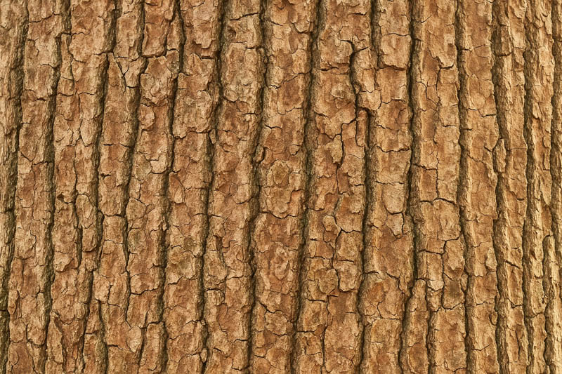 Camphor Tree, Camphor Laurel, Camphorwood, Camphor Laurel Tree, Cinnamomum camphora