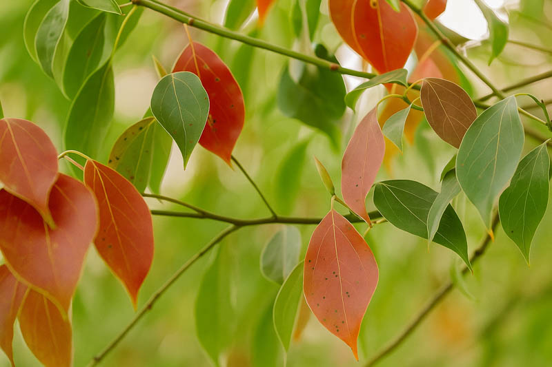 Camphor Tree, Camphor Laurel, Camphorwood, Camphor Laurel Tree, Cinnamomum camphora