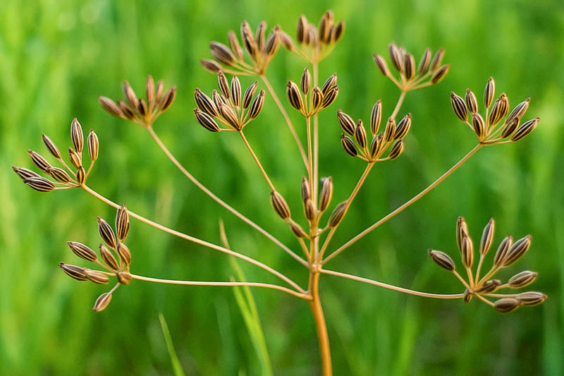 Caraway, Meridian Fennel, Persian Cumin, Carum Carvi.