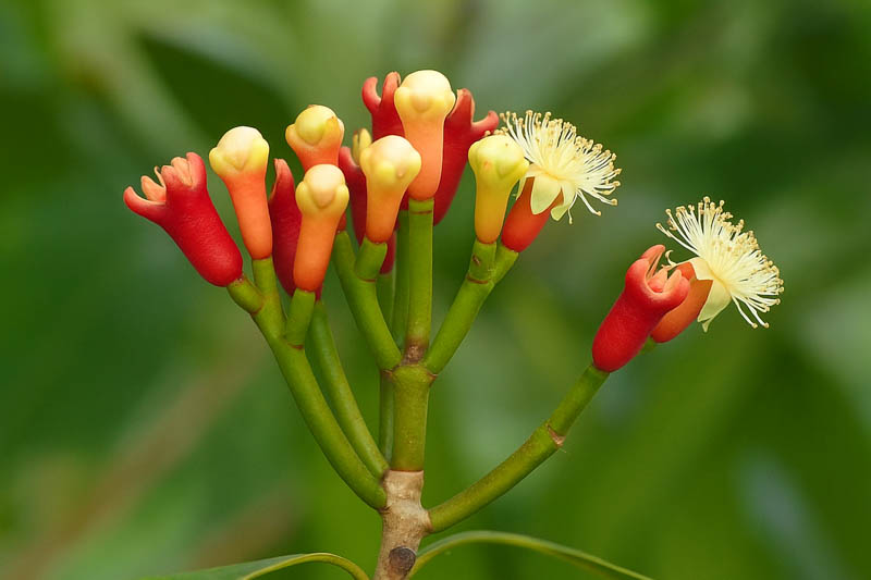 Cloves, Clove, Syzygium aromaticum, Spice, Spices
