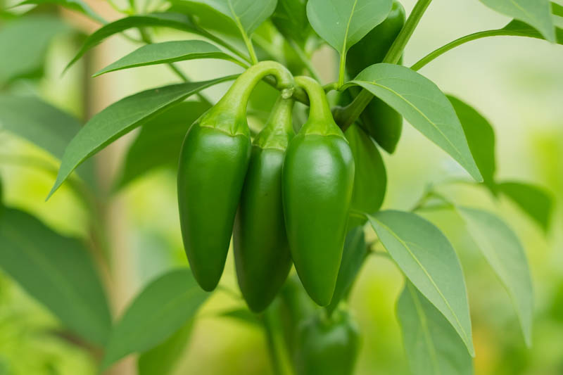 Jalapeno, Jalapeño, Jalapeño Pepper, Jalapeño Chili, Chile Jalapeño, Capsicum annuum var. annuum