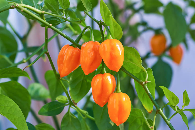 Habanero, Habanero Pepper, Habanero Chili, Capsicum Chinense