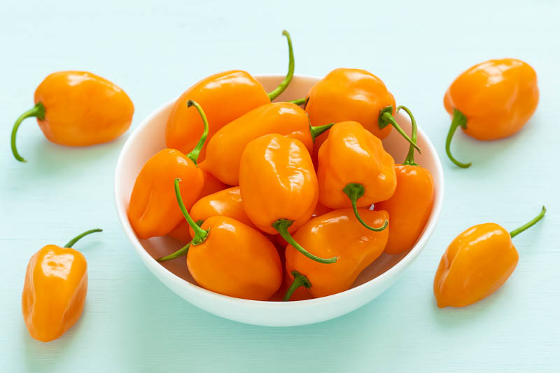 Habanero, Habanero Pepper, Habanero Chili, Capsicum Chinense