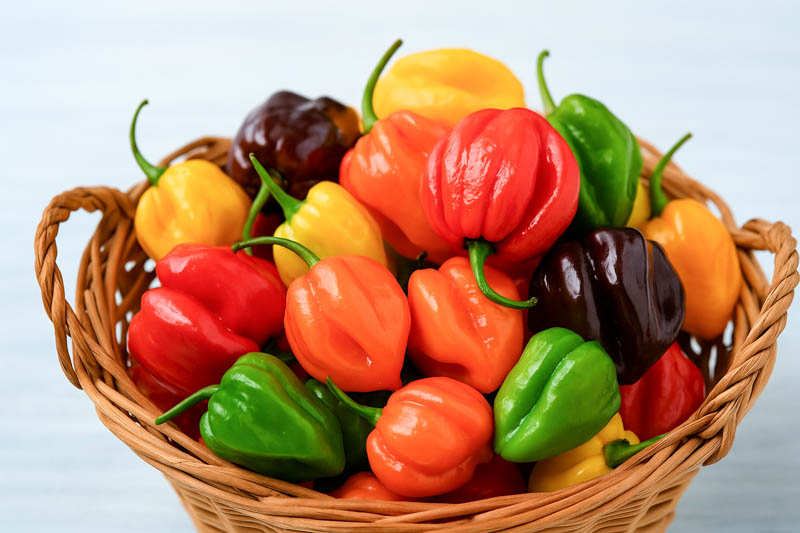 Habanero, Habanero Pepper, Habanero Chili, Capsicum Chinense