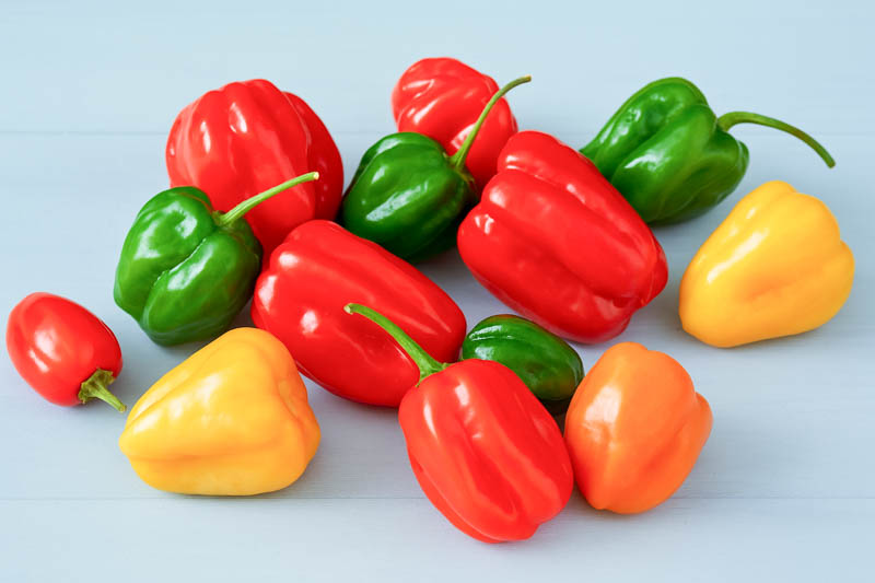 Habanero, Habanero Pepper, Habanero Chili, Capsicum Chinense