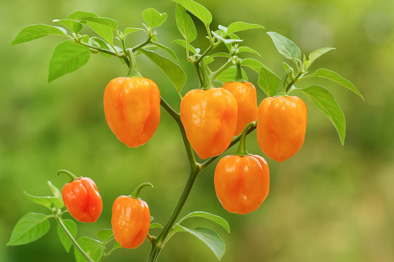Habanero, Habanero Pepper, Habanero Chili, Capsicum Chinense