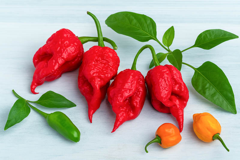 Carolina Reaper, Carolina Reaper Pepper, Carolina Reaper Chili, Reaper