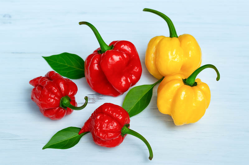 Carolina Reaper, Carolina Reaper Pepper, Carolina Reaper Chili, Reaper
