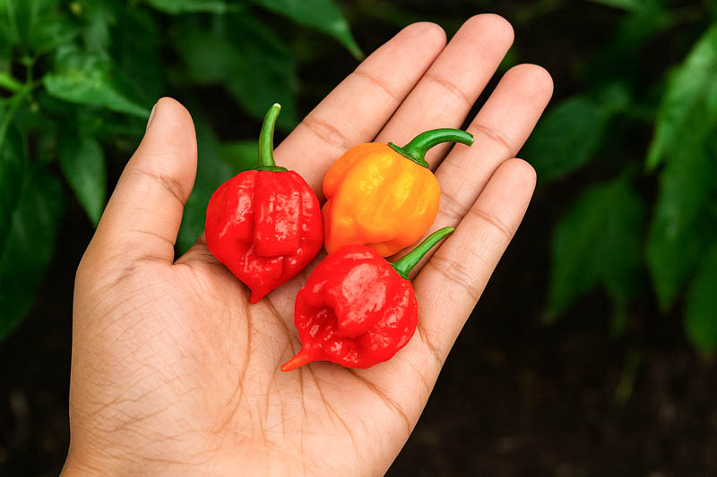 Carolina Reaper, Carolina Reaper Pepper, Carolina Reaper Chili, Reaper
