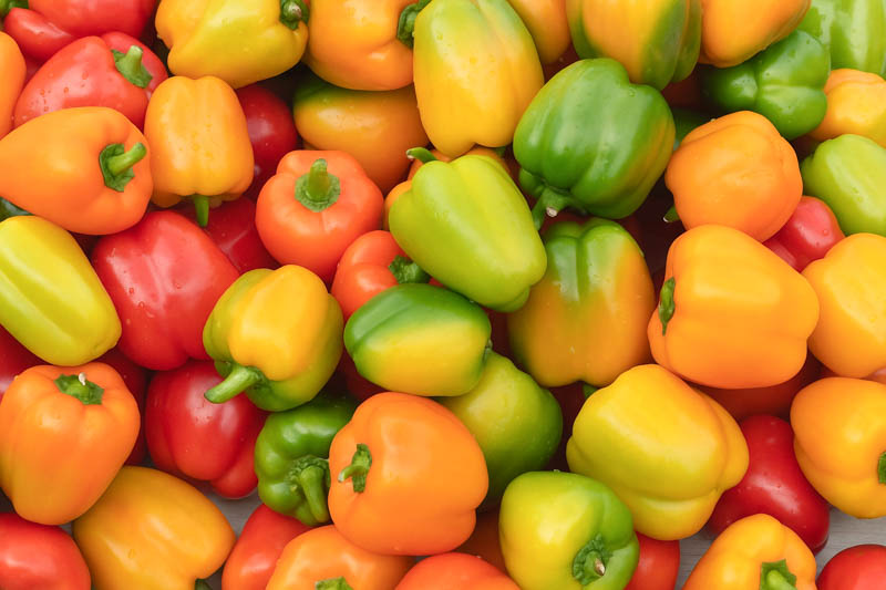 Bell Pepper, Capsicum, Capsicum annuum, Capsicum annuum var. annuum, Green Pepper, Red Pepper, Sweet Bell Pepper, Sweet Pepper, Yellow Pepper