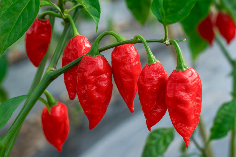Ghost Pepper, Bhut Jolokia, Naga Jolokia, Bhut Jolokia Pepper, Ghost Chili, Naga Chili, Capsicum chinense, Bhut Jolokia Ghost Pepper, Naga Morich