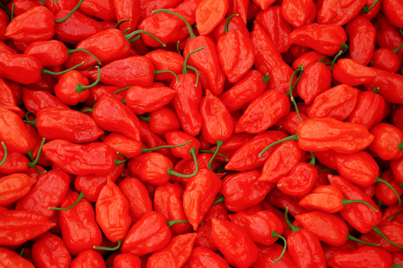 Ghost Pepper, Bhut Jolokia, Naga Jolokia, Bhut Jolokia Pepper, Ghost Chili, Naga Chili, Capsicum chinense, Bhut Jolokia Ghost Pepper, Naga Morich