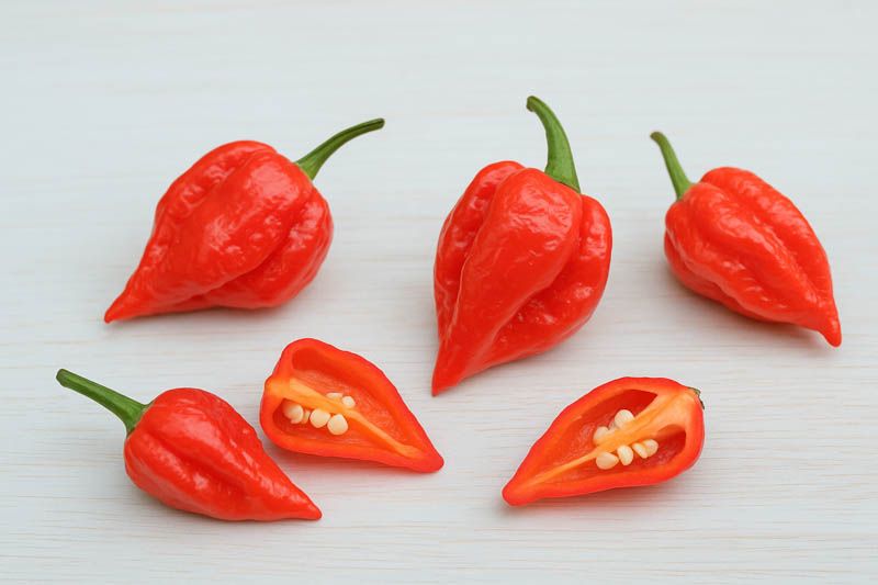 Ghost Pepper, Bhut Jolokia, Naga Jolokia, Bhut Jolokia Pepper, Ghost Chili, Naga Chili, Capsicum chinense, Bhut Jolokia Ghost Pepper, Naga Morich