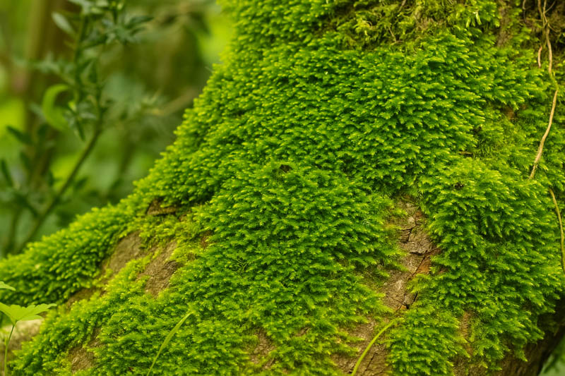 Cypress-leaved Plait-moss, Cypress-leaved Moss, Hypnum Moss, Carpet Moss, Hypnum Cupressiforme, Groundcover