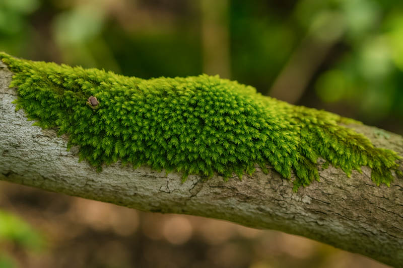 Seductive Entodon Moss, Cord Glaze Moss, Round-stem Silk Moss, Entodon Seductrix