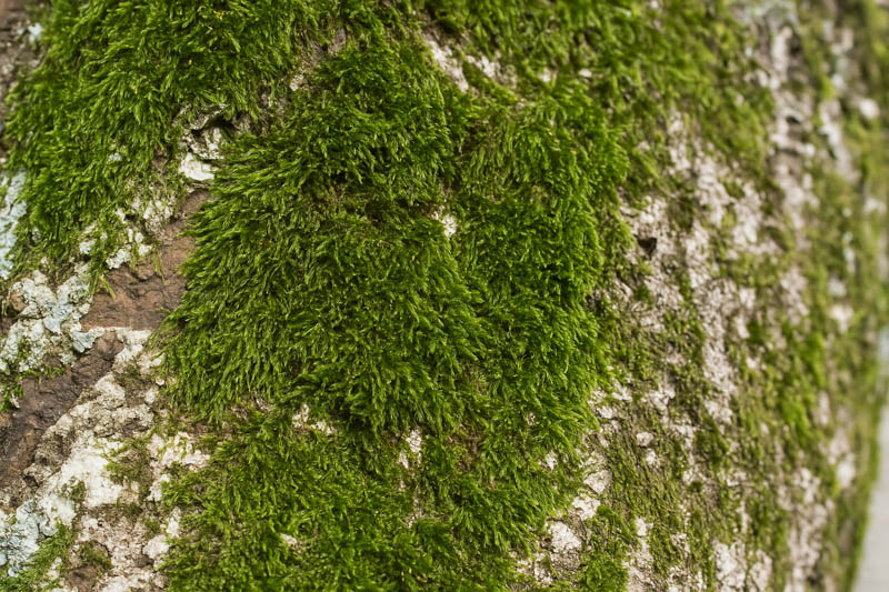 Seductive Entodon Moss, Cord Glaze Moss, Round-stem Silk Moss, Entodon Seductrix