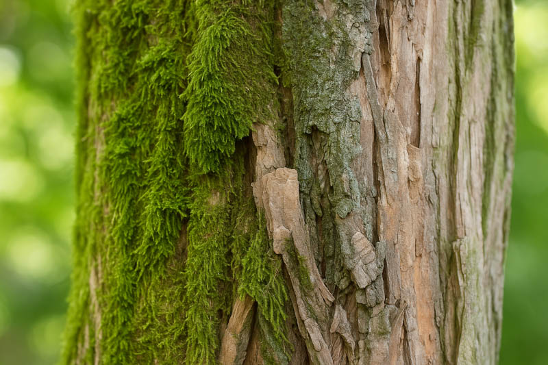 Seductive Entodon Moss, Cord Glaze Moss, Round-stem Silk Moss, Entodon Seductrix