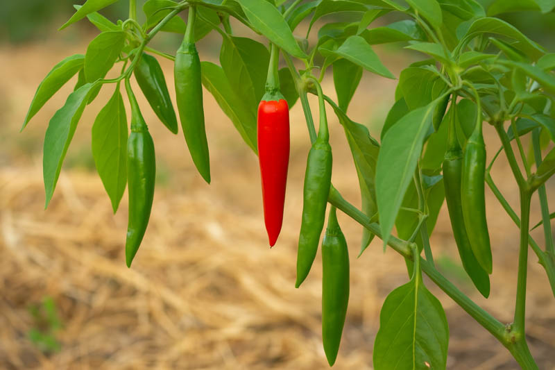 Serrano, Serrano Pepper, Chile Serrano, Capsicum annuum Serrano, Mexican Serrano, Hot Green Pepper