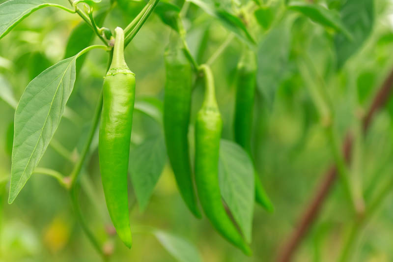 Anaheim, Anaheim Pepper, Anaheim Chili, California Chili, California Green Chile, Magdalena, New Mexico Pepper, Chile Verde