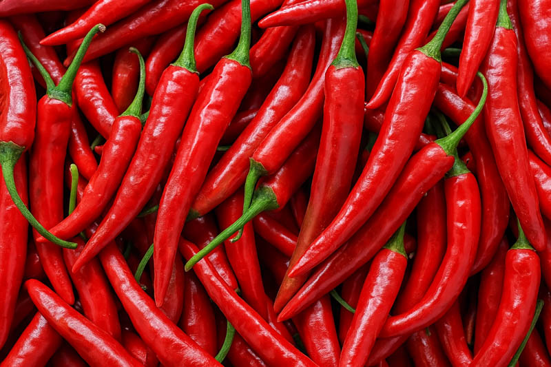 Cayenne, Cayenne Pepper, Guinea Pepper, Bird Pepper, Red Pepper, Cow-horn Pepper, Aleva Pepper, Finger Chili, Capsicum annuum