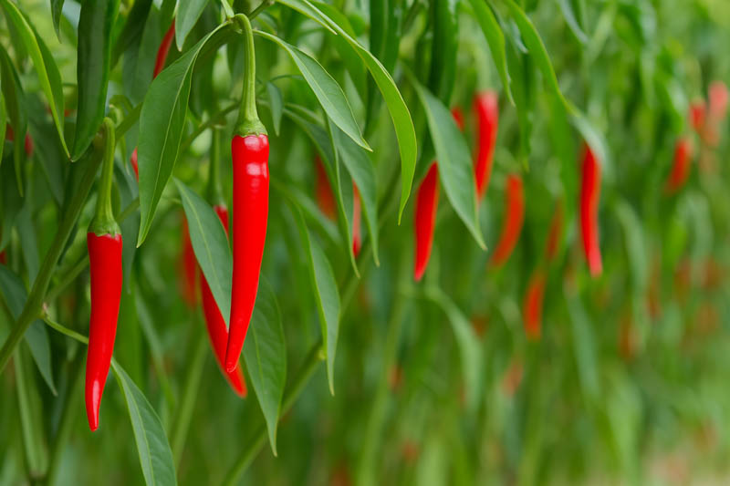 Cayenne, Cayenne Pepper, Guinea Pepper, Bird Pepper, Red Pepper, Cow-horn Pepper, Aleva Pepper, Finger Chili, Capsicum annuum