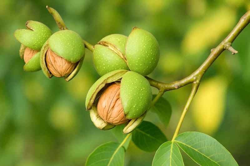 Walnut, English Walnut, Persian Walnut, European Walnut, French Walnut, Juglans regia