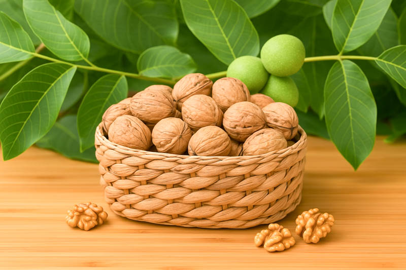 Walnut, English Walnut, Persian Walnut, European Walnut, French Walnut, Juglans regia