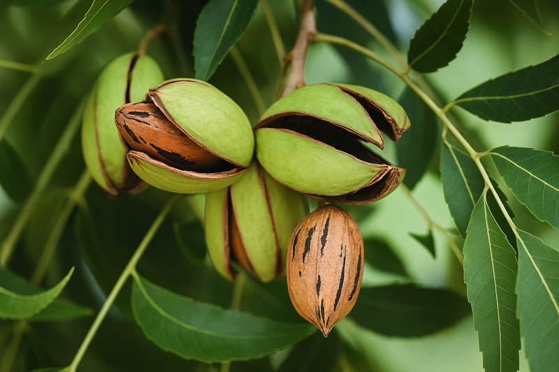 Pecan, Pecan Tree, Sweet Pecan, Pecan Hickory, Pecan Nut, Pecan Nuts, Nuts, Carya illinoinensis,