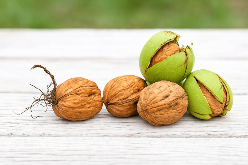 Walnut, English Walnut, Persian Walnut, European Walnut, French Walnut, Juglans regia