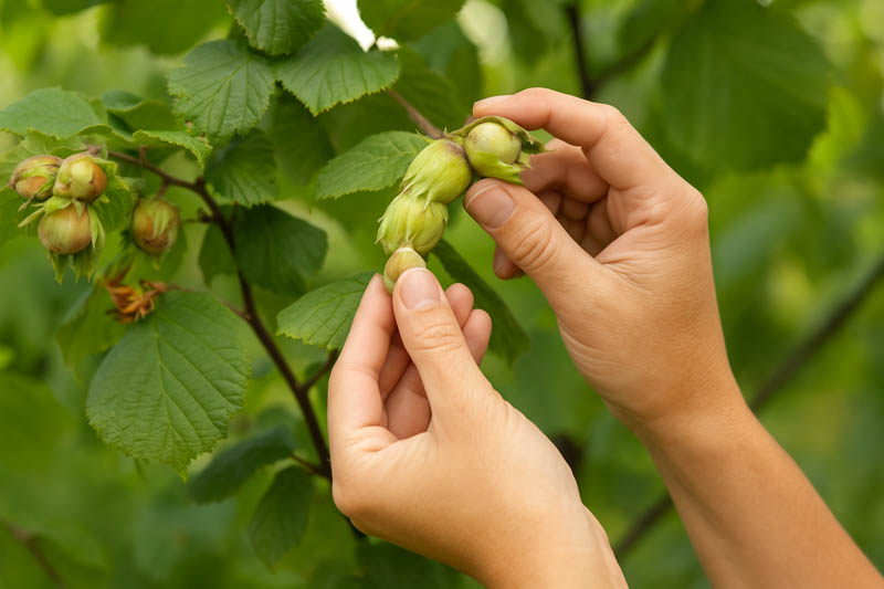 Hazelnut, Hazel, Filbert, Nut, Nuts, Corylus avellana