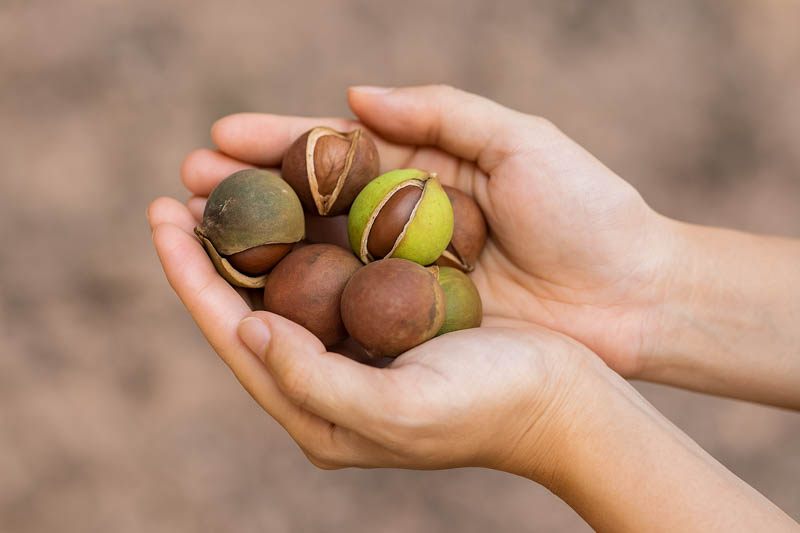 Macadamia, Macadamia nut, Queensland nut, Smooth-shelled macadamia, Bauple nut, Bush nut, Maroochi nut, Macadamia integrifolia