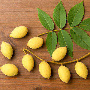 Butternut, White Walnut, Lemon Nut, Oil Nut, Juglans cinerea