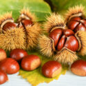 Chestnut, Chestnuts, Nut, Nuts, Castanea