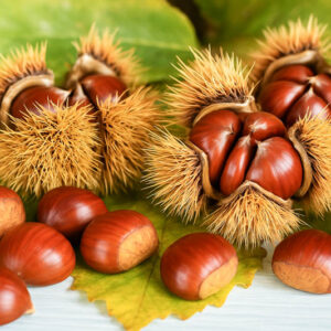 Chestnut, Chestnuts, Nut, Nuts, Castanea