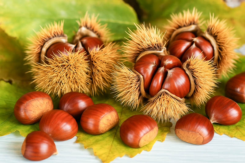 Chestnut, Chestnuts, Nut, Nuts, Castanea