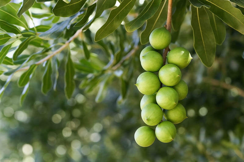 Macadamia, Macadamia nut, Queensland nut, Smooth-shelled macadamia, Bauple nut, Bush nut, Maroochi nut, Macadamia integrifolia