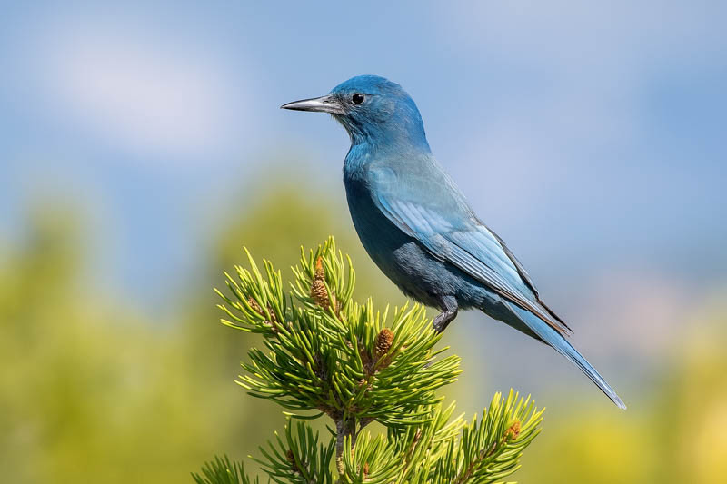 Pinyon Jay, Pine nuts, Pine nut, pignoli, pinoli, Piñón, Pine seeds, Pine trees