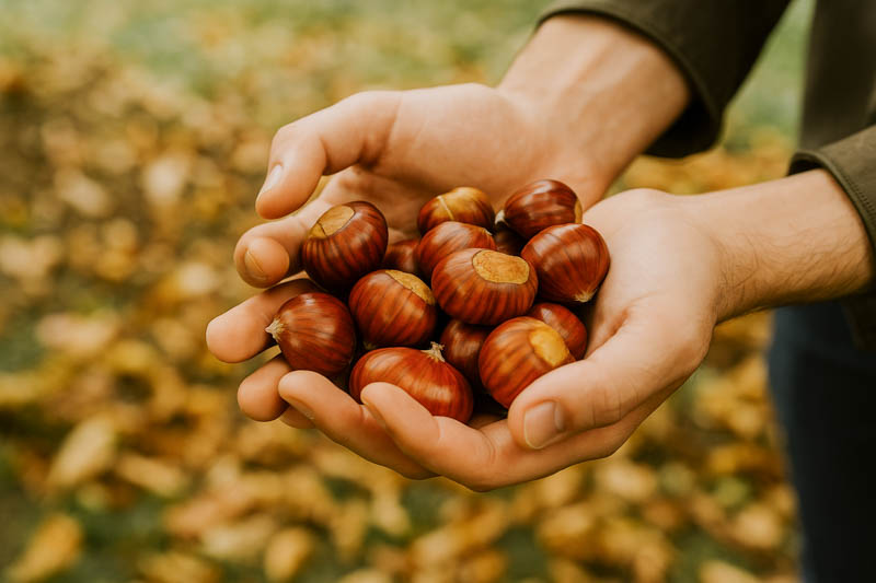 Chestnut, Chestnuts, Nut, Nuts, Castanea