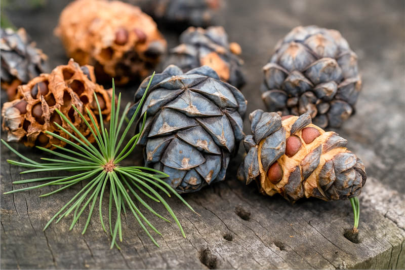 Swiss Stone Pine, Arolla Pine, Arolla Stone Pine, Cembra Pine, Zirbelkiefer, Pin Cembro, Pino Cembro, Pinus cembra