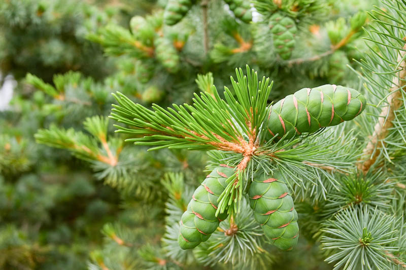 Mexican Pinyon, Mexican Pine, Pinyon Pine, Cembroides Pine, Pinus cembroides