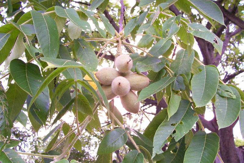 Butternut, White Walnut, Lemon Nut, Oil Nut, Juglans cinerea